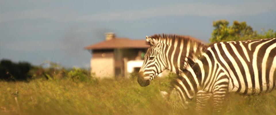 Ol Pejeta Holiday Villas Наньюки Экстерьер фото