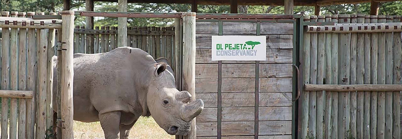 Ol Pejeta Holiday Villas Наньюки Экстерьер фото