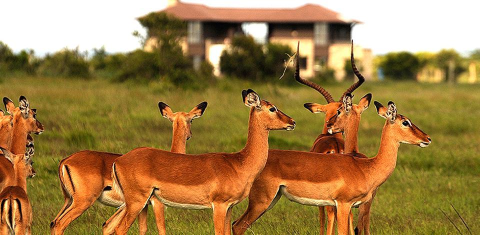 Ol Pejeta Holiday Villas Наньюки Экстерьер фото