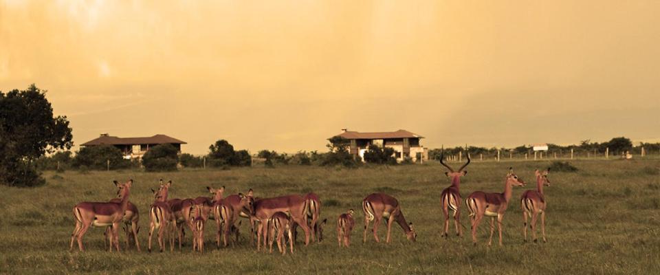 Ol Pejeta Holiday Villas Наньюки Экстерьер фото
