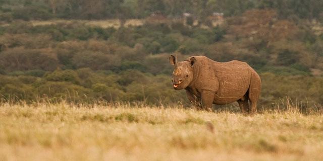 Ol Pejeta Holiday Villas Наньюки Экстерьер фото